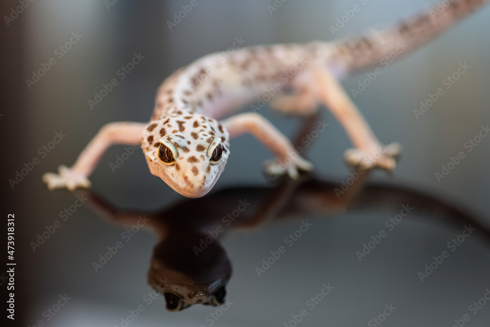 Front view of Leopard Gecko.