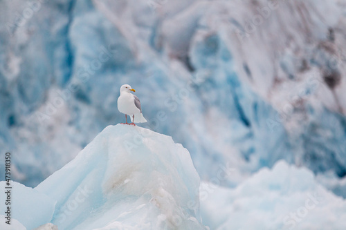 Glaucous Gulls resting on the floating glacial ice in the Arctic ocean