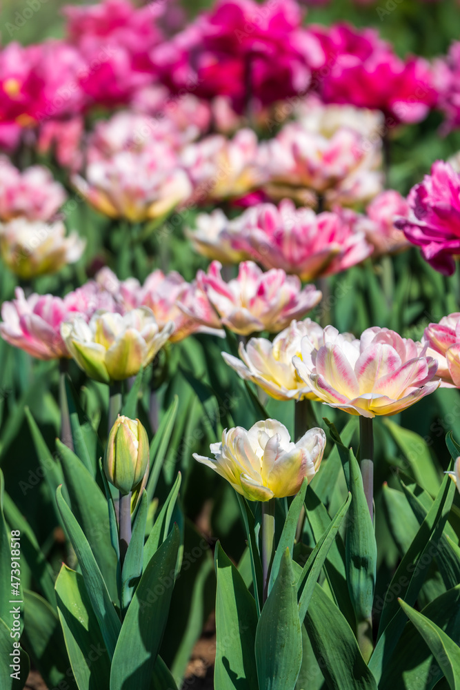 Fototapeta premium Beautiful pink and white tulips flower bed in the green spring garden