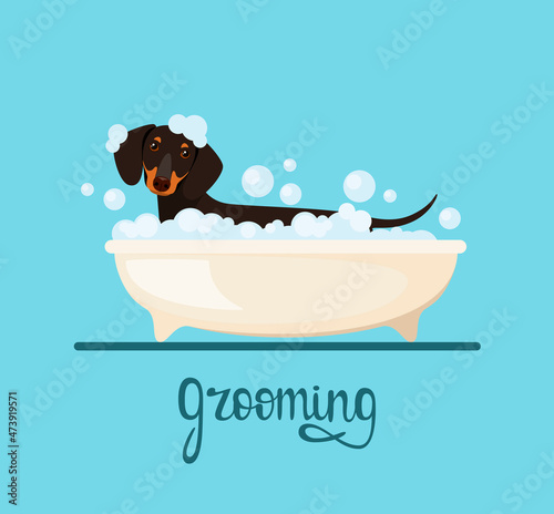 Cute dachshund washes in the bathroom with foam. Grooming. Cartoon design.
