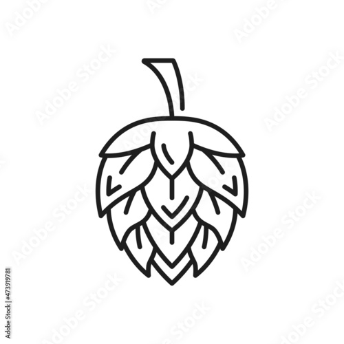 Flower of hope plant isolated beer ingredient thin line icon. Vector german brewing industry product, infusion, tincture hop outline. Humulus flowering plant, herbal medicine seed cones or strobiles