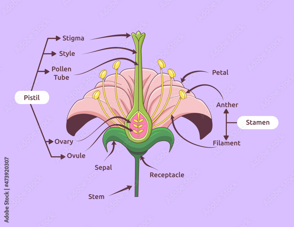 Parts of flower vector illustration. Flower reproduction image - obrazy, fototapety, plakaty 