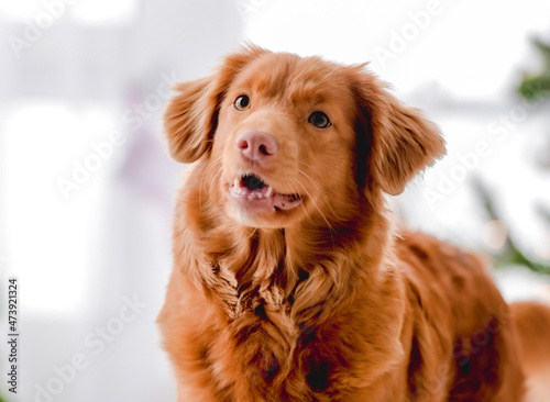 Toller retriever in Christmas time