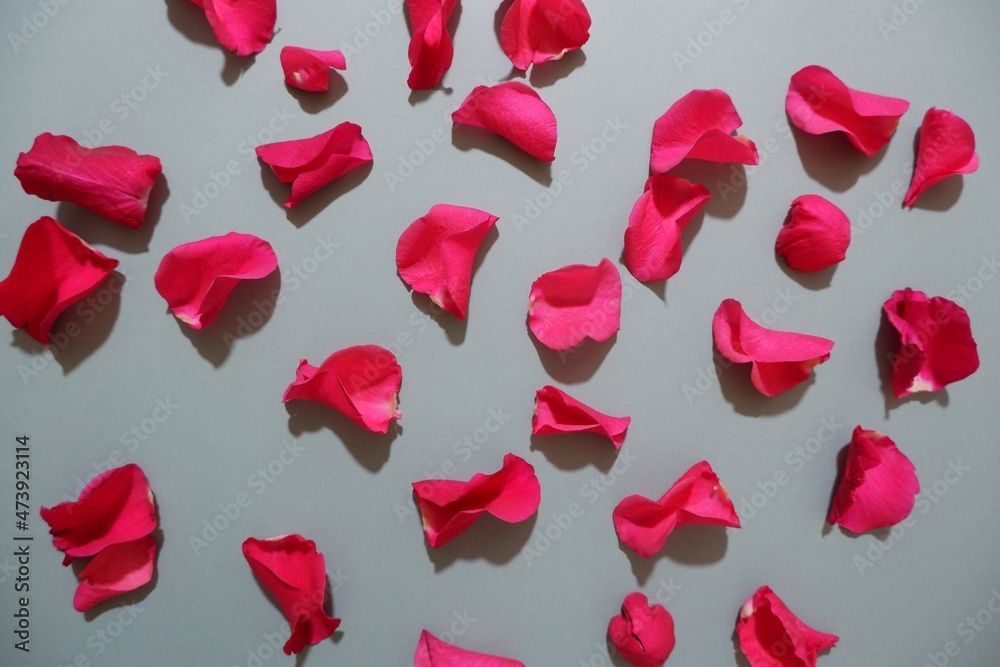 Fototapeta premium Red pink Rose and petals composition on gray background. Valentine's day, Mother's day, Father's day and Woman's day concept background.