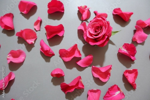 Red pink Rose and petals composition on gray background. Valentine's day, Mother's day, Father's day and Woman's day concept background.