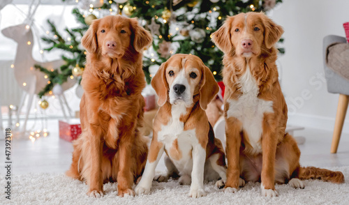 Toller retrievers and beagle in Christmas time © tan4ikk