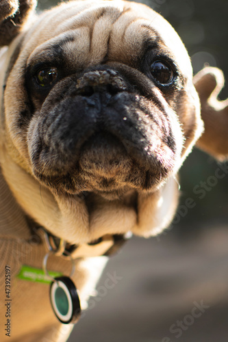 pug br