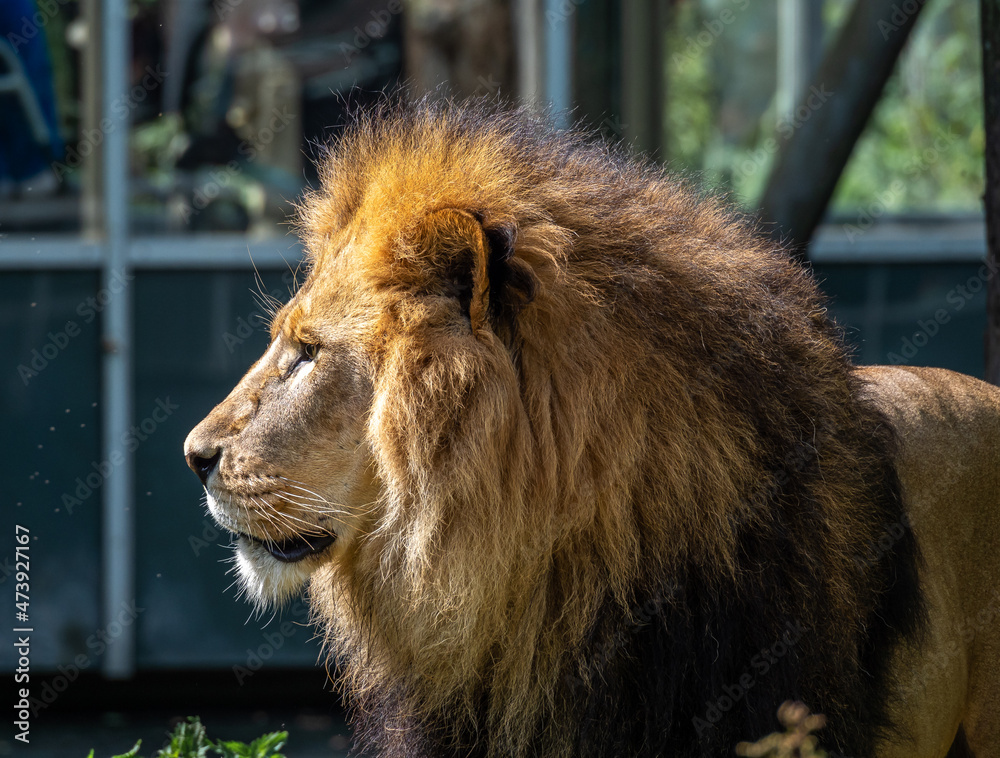 The lion, Panthera leo is one of the four big cats in the genus Panthera The lion, Panthera leo is one of the four big cats in the genus Panthera