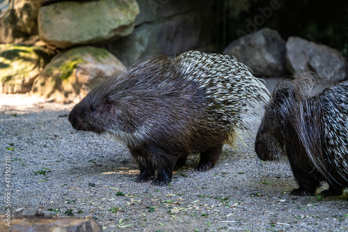 Indian crested Porcupine, Hystrix indica in a german nature park photo