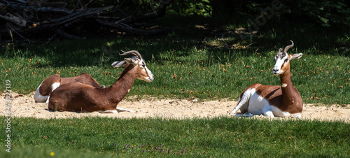 Dama gazelle, Gazella dama mhorr or mhorr gazelle is a species of gazelle photo