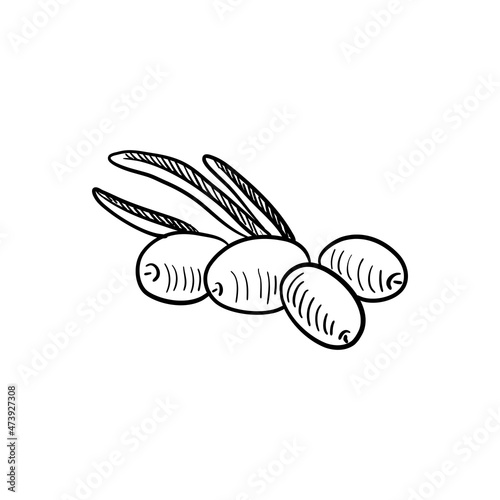 vector drawing sketch of sea buckthorn berries and leaves isolated at white background,hand drawn illustration