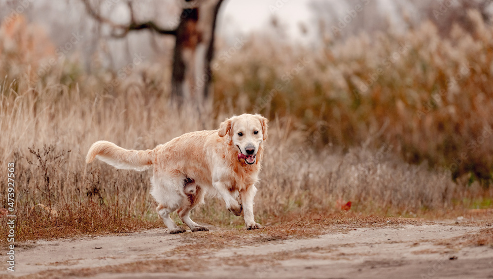 Golden retriever dog in autumn forest Golden retriever dog in autumn forest