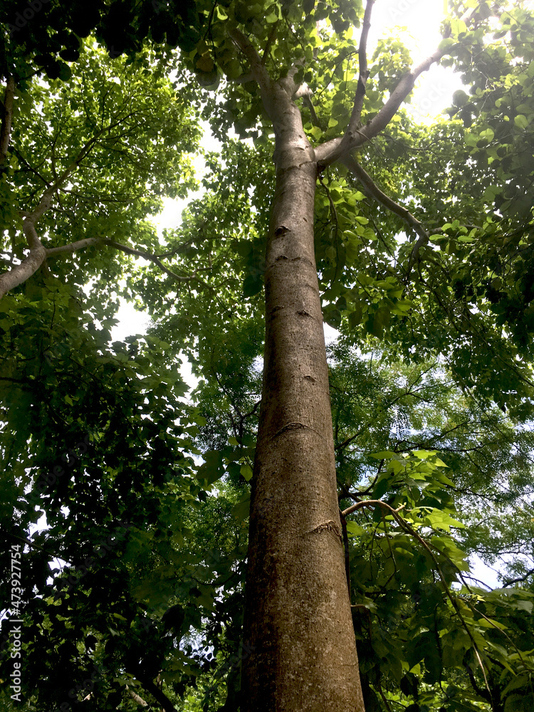 Fototapeta premium tree in the forest