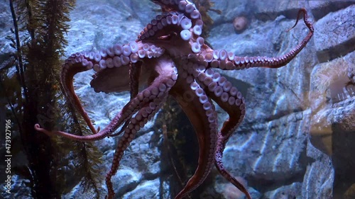 Pinkish octopus with its tentacles and suction cups stuck to the glass of an aquarium photo