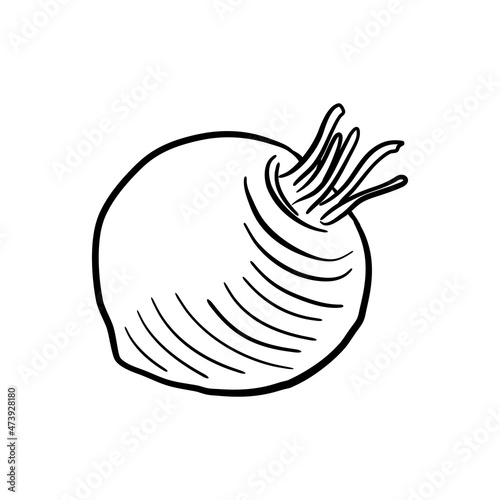 root of swede, vector drawing sketch of vegetable isolated at white background,hand drawn illustration