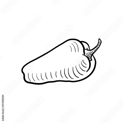 vector drawing sketch of bell pepper, vegetable isolated at white background,hand drawn illustration