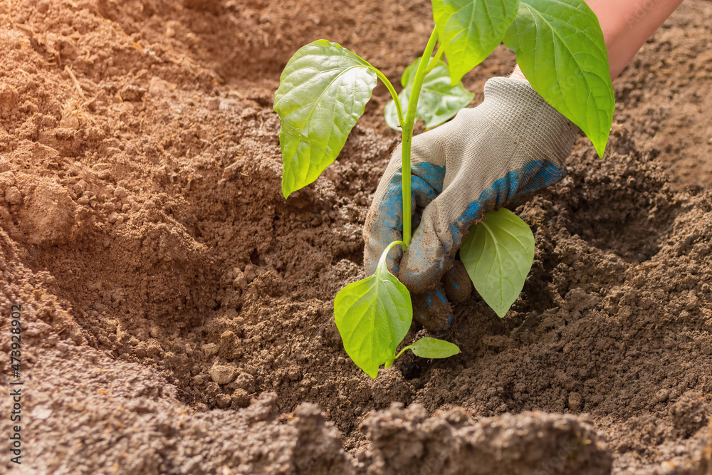 A woman is planting young seedlings of bell pepper in the garden. Horticulture and agriculture concept. A woman is planting young seedlings of bell pepper in the garden. Horticulture and agriculture concept.