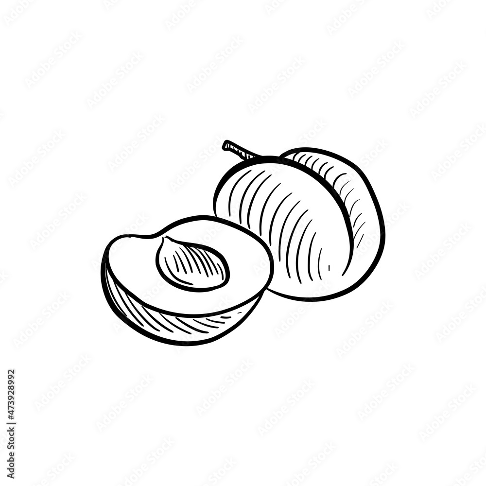 plums,vector drawing sketch of fruit isolated at white background, hand