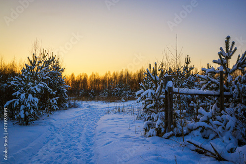 The road to forest surrounded by fir trees at winter