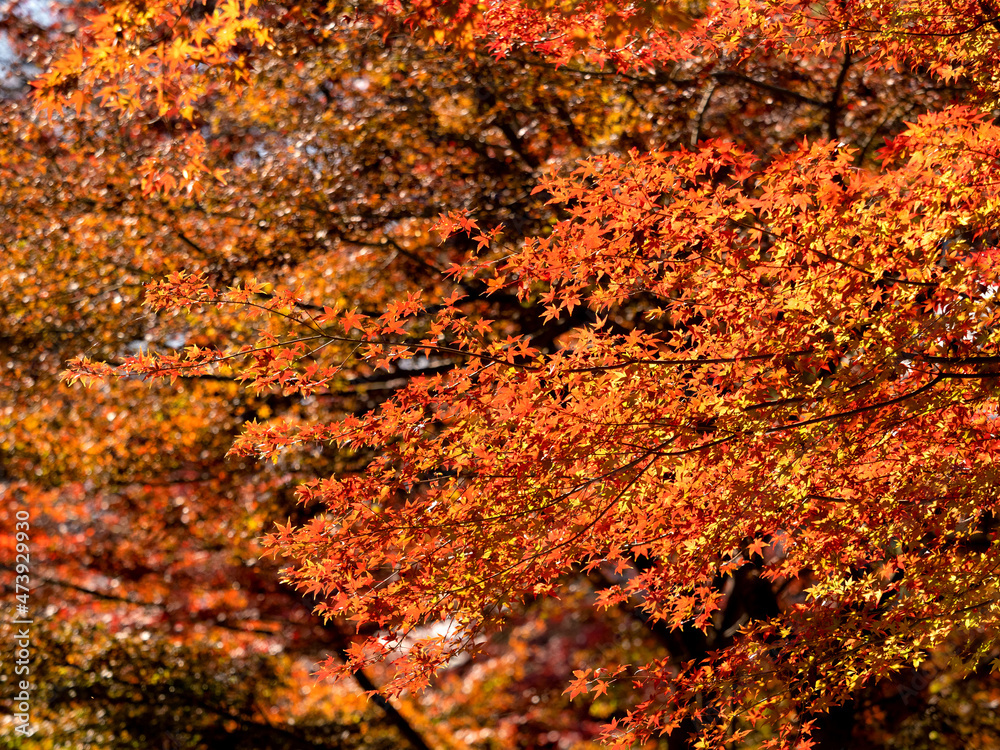 紅葉したカエデの木