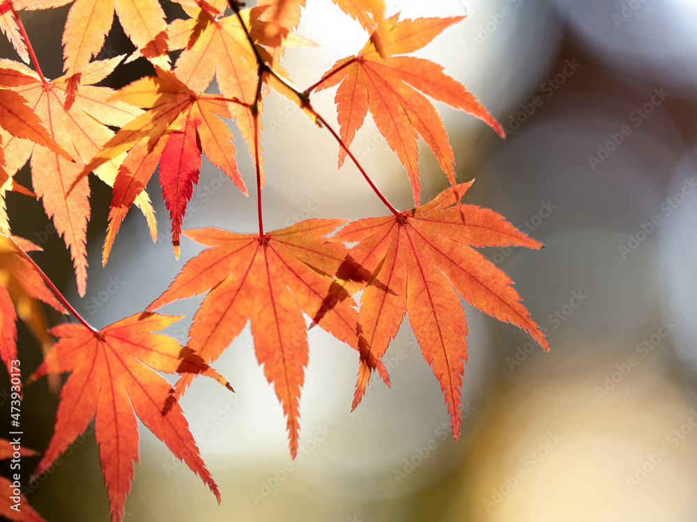 紅葉したカエデの葉 紅葉したカエデの葉