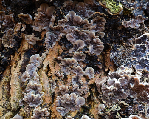 Edible mushroom Auricularia mesenterica on an old tree stump