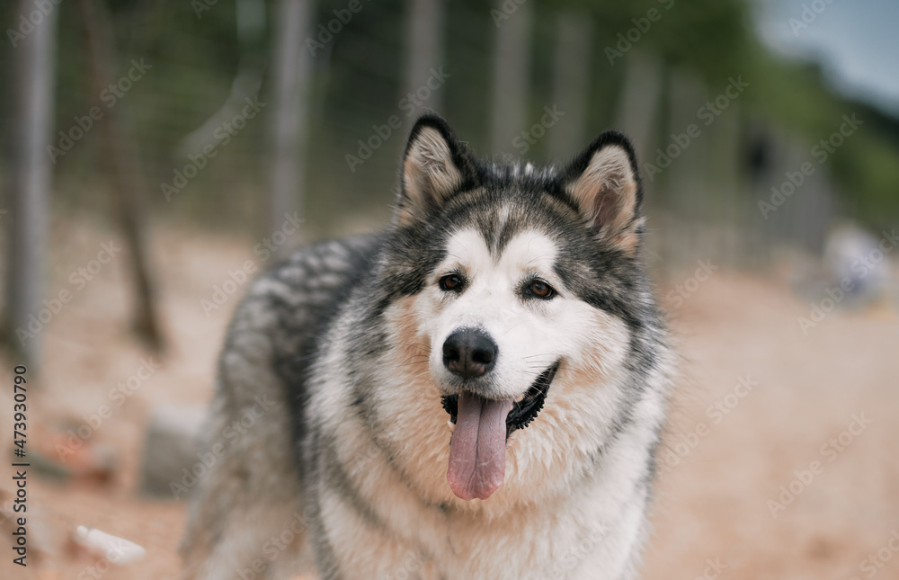 Big Alaskan malamute dog at the beach. Happy purebred dog with long tongue