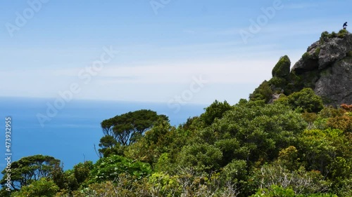 Panorama shot of tropical growing plants and trees on mountaintop with exotic Ocean view during sunny day - Te Whara Track,New Zealand photo