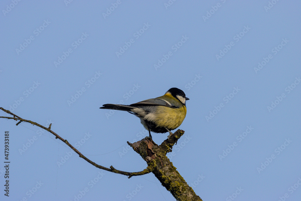 Fototapeta premium Kohlmeise auf einen Ast, blauer Himmel