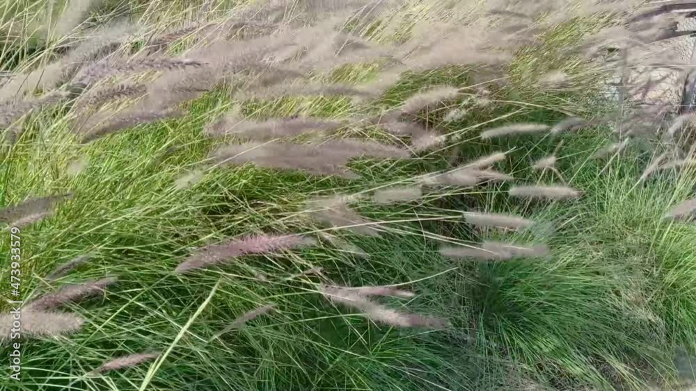 Green feather grass in the wind Green feather grass in the wind