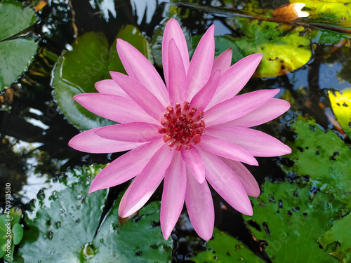 The pink blossom lotus The pink blossom flower