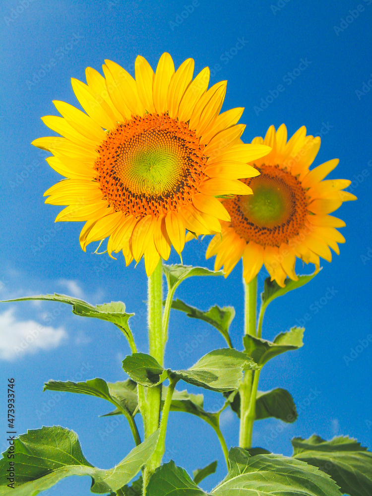 sunflower on blue sky. sunflower in the field. sunflower of blue sky. sunflower on blue sky. sunflower in the field. sunflower of blue sky.