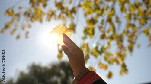 Closeup of autumn red leaf in female hands . Love for autumn.