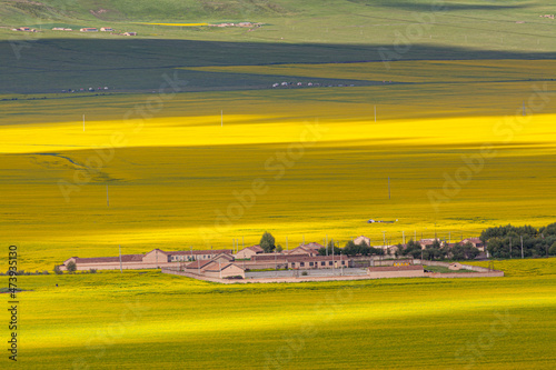 Landscape with flowering yellow Rapeseed fields at Menyuan, Qinghai province, China
 photo