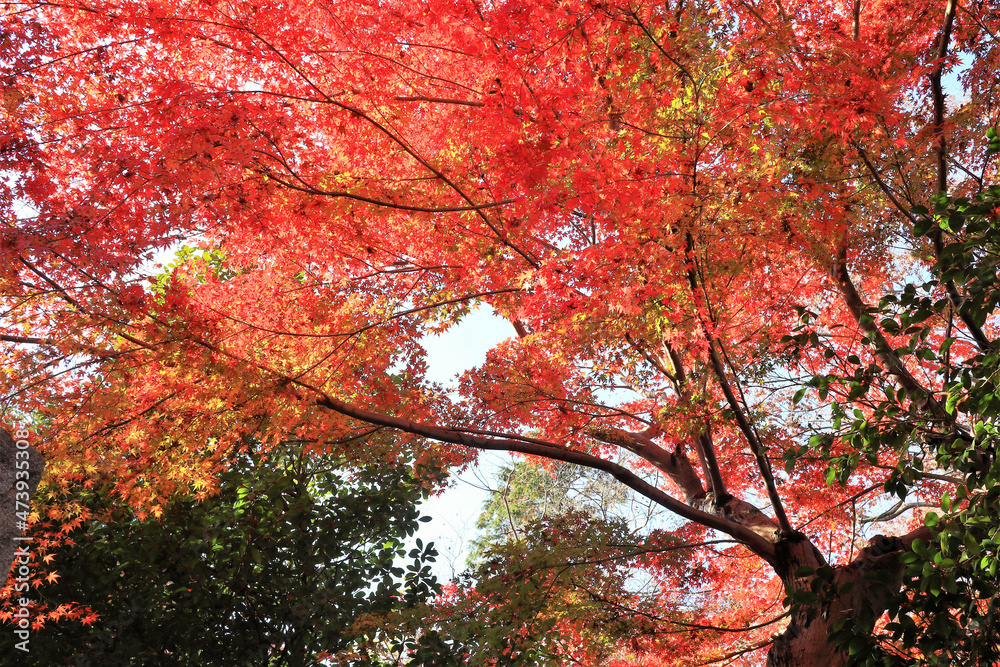 紅葉　楓