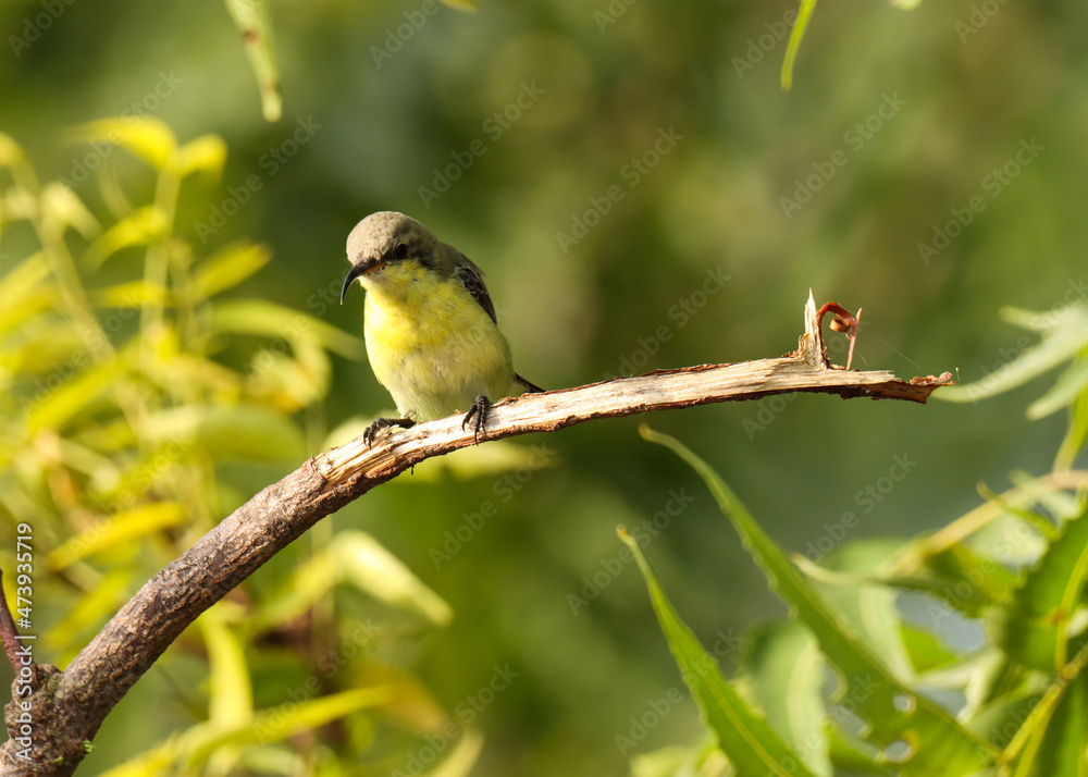 Purple sunbird standing on branch. Small bird. Cinnyris asiaticus. Purple sunbird standing on branch. Small bird. Cinnyris asiaticus.