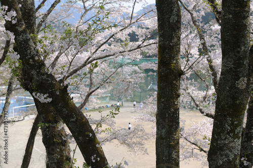 桜の咲く春休みの小学校