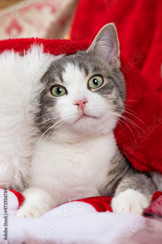 Cute cat with santa hat © DoraZett