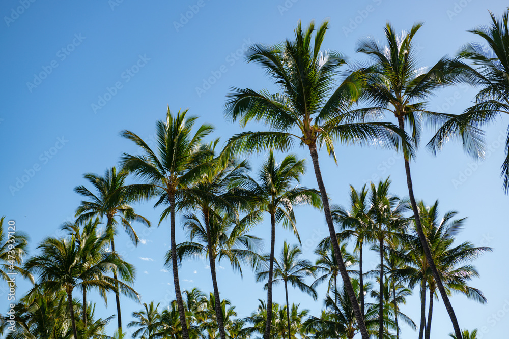 Palms landscape with sunny tropic paradise. Coconut palm trees, beautiful tropical texture with sun light on sky abstract background.