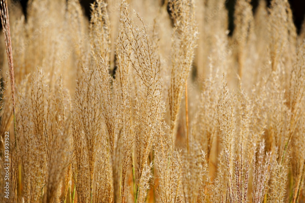 Obraz premium Vollformatige Aufnahme Weidegras