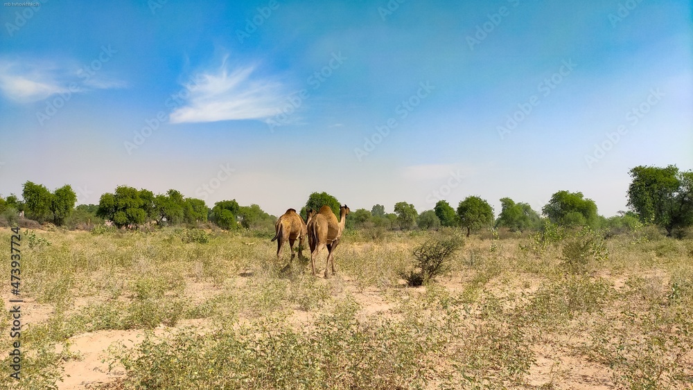 Two camels in the field with blue sky