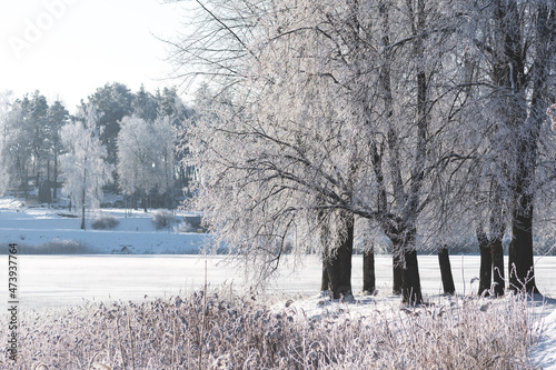 Wonderful white winter landscape with frozen lake, reeds and forest with white trees covered by frost and snow