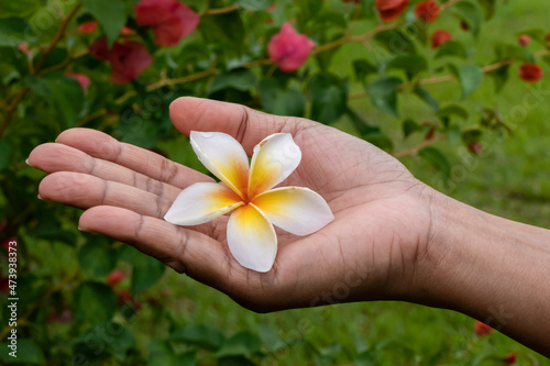 White and yellow plumeria on the palm.