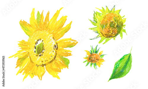 Set of yellow sunflowers in wax crayons on white isolated background.Autumn botanical baby flowers in doodle style hand drawn pastel pencils.Designs for cards social media,posters,prints,invitations.