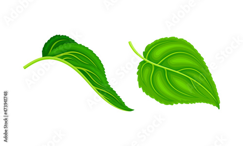 Green leaves set. Sunflower plant part. Botanical floral design element vector illustration