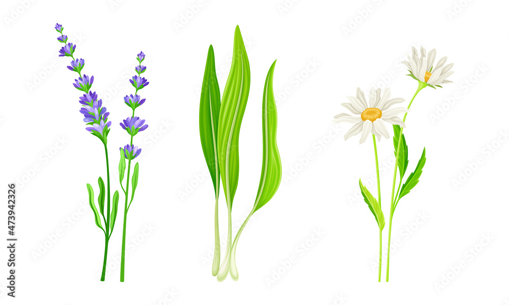 Set of summer meadow or garden flowers and plants set. Lily of the valley, chamomile, lavender vector illustration