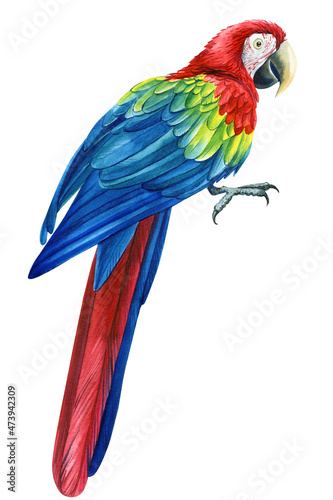 Parrot red macaw, isolated white background, Hand painted watercolor illustration