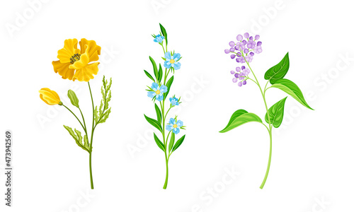 Set of blooming meadow or garden flowers set vector illustration on white background © Happypictures