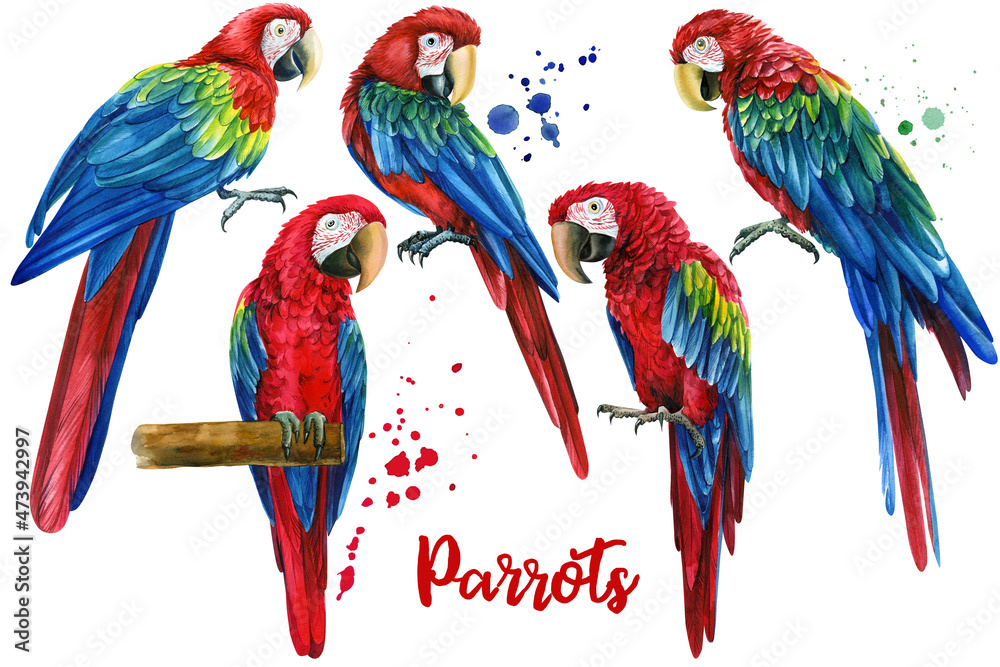 Colorful parrots, red macaw, set tropical birds, isolated white background, watercolor illustration. jungle design