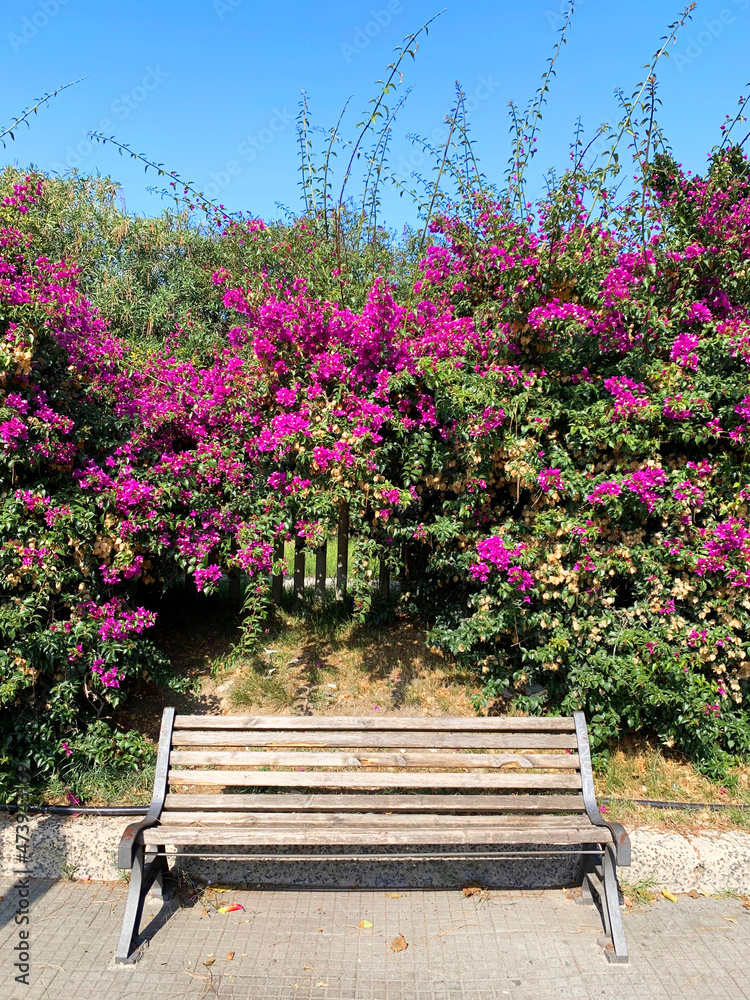 Wooden bench on the street under a tree with pink flowers Wooden bench on the street under a tree with pink flowers